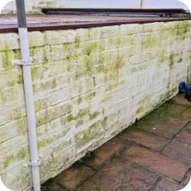 A low brick retaining wall heavily covered in green algae and mold buildup next to a paved stone patio.