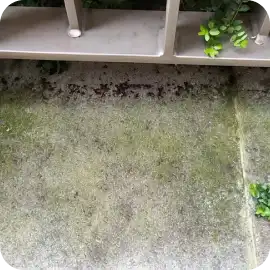 A concrete condo balcony floor showing dark dirt, light green algae patches, and small organic debris beneath a metal railing.