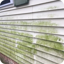 White house siding covered with noticeable green algae stains and streaks.