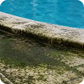 A stone pool coping and deck covered with slippery green algae and dark mold streaks next to the blue water.